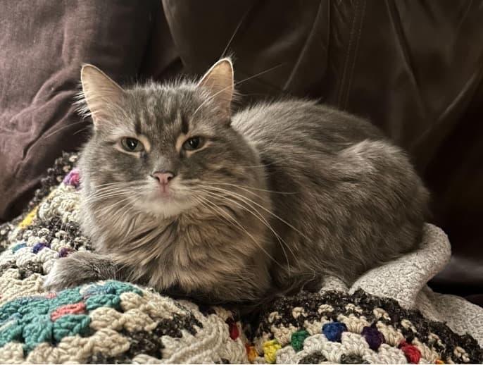 Emily's cat